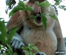 Crazy monkey : r/gifs .